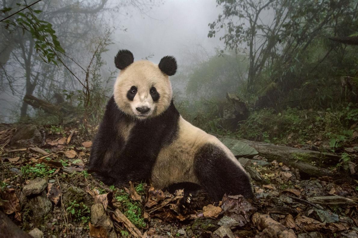 Ảnh[-]thiên[-]nhiên[-]nhói[-]lòng[-]năm[-]2016[-]của[-]NatGeo